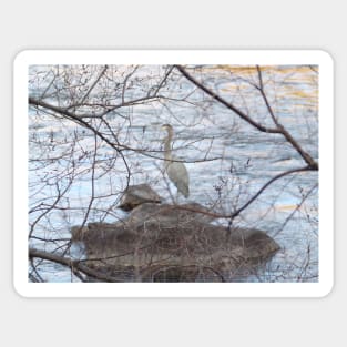 Obscurity by a Tree of the Great Blue Heron Sticker